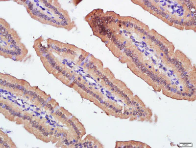 Immunohistochemistry (Formalin/PFA-fixed paraffin-embedded sections) - Anti-ZnT1 antibody (AB214356)