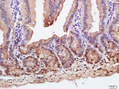 Immunohistochemistry (Formalin/PFA-fixed paraffin-embedded sections) - Anti-ZnT1 antibody (AB214356)