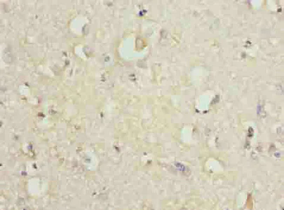 Immunohistochemistry (Formalin/PFA-fixed paraffin-embedded sections) - Anti-Znt6 antibody (AB237492)
