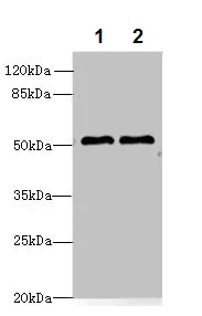 Western blot - Anti-Znt6 antibody (AB237492)