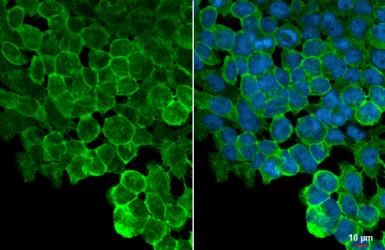 Immunocytochemistry/ Immunofluorescence - Anti-ZO-1 antibody [HL1185] (AB307799), expandable thumbnail