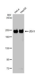 Western blot - Anti-ZO-1 antibody [HL1185] (ab307799), expandable thumbnail