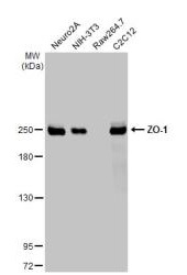 Western blot - Anti-ZO-1 antibody [HL1185] (ab307799), expandable thumbnail