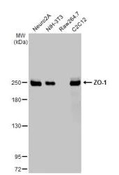 Western blot - Anti-ZO-1 antibody [HL1185] (AB307799)
