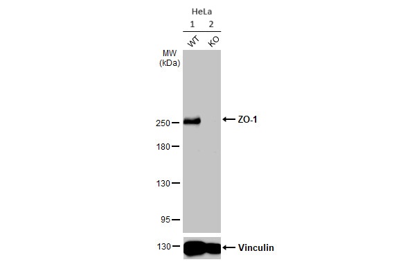 Western blot - Anti-ZO-1 antibody [HL1185] (AB307799), expandable thumbnail