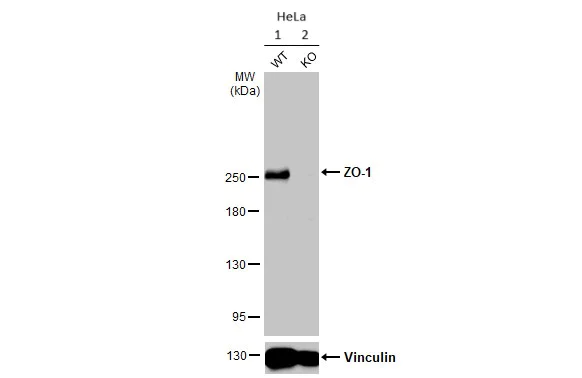 Western blot - Anti-ZO-1 antibody [HL1185] (AB307799)