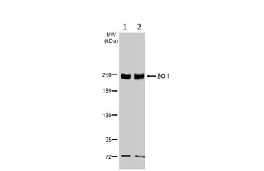 Western blot - Anti-ZO-1 antibody [HL1185] (AB307799), expandable thumbnail