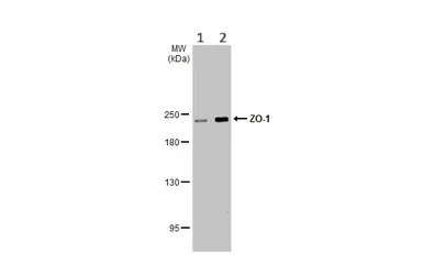 Western blot - Anti-ZO-1 antibody [HL1185] (AB307799), expandable thumbnail