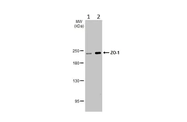 Western blot - Anti-ZO-1 antibody [HL1185] (AB307799)