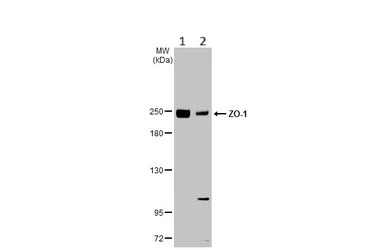 Western blot - Anti-ZO-1 antibody [HL1185] (AB307799), expandable thumbnail