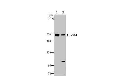 Western blot - Anti-ZO-1 antibody [HL1185] (AB307799)