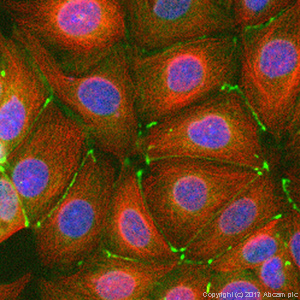 ZO-1 tight junction protein antibody - rabbit polyclonal (ab216880