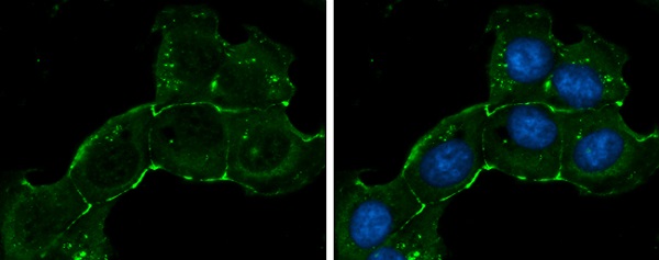 Immunocytochemistry/ Immunofluorescence - Anti-ZO1 tight junction protein antibody (AB96587), expandable thumbnail