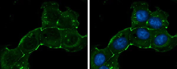 Immunocytochemistry/ Immunofluorescence - Anti-ZO1 tight junction protein antibody (AB96587)