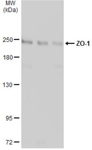 Western blot - Anti-ZO1 tight junction protein antibody (AB96587), expandable thumbnail