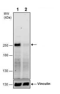 Western blot - Anti-ZO1 tight junction protein antibody (AB96587), expandable thumbnail