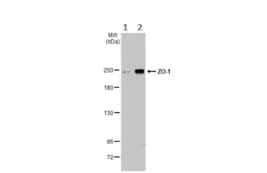 Western blot - Anti-ZO1 tight junction protein antibody (AB96587)