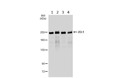 Western blot - Anti-ZO1 tight junction protein antibody (AB96587)