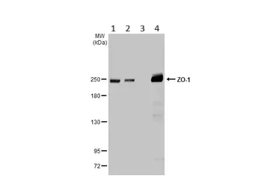 Western blot - Anti-ZO1 tight junction protein antibody (AB96587)