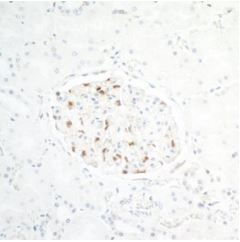 イン卵様 Anti-ZO1 tight junction protein antibody [BLR092G] (ab276131