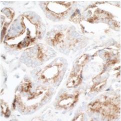 K☆様用 Anti-ZO1 tight junction protein antibody [BLR092G] (ab276131