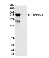 Immunoprecipitation - Anti-ZO1 tight junction protein antibody [BLR092G] (AB276131)