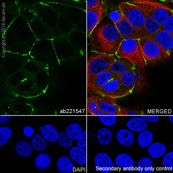 Immunocytochemistry/ Immunofluorescence - Anti-ZO1 tight junction protein antibody [EPR19945-296] (AB221547)