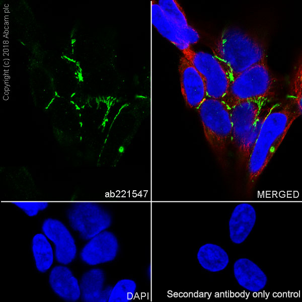 Immunocytochemistry/ Immunofluorescence - Anti-ZO1 tight junction protein antibody [EPR19945-296] (AB221547), expandable thumbnail