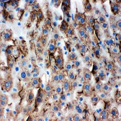 Immunohistochemistry (Formalin/PFA-fixed paraffin-embedded sections) - Anti-Zonula occludens protein 3/ZO3 antibody - C-terminal (AB191143)