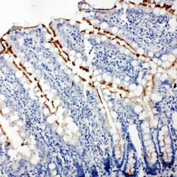 Immunohistochemistry (Formalin/PFA-fixed paraffin-embedded sections) - Anti-Zonula occludens protein 3/ZO3 antibody - C-terminal (AB191143), expandable thumbnail