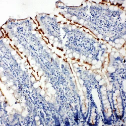 Immunohistochemistry (Formalin/PFA-fixed paraffin-embedded sections) - Anti-Zonula occludens protein 3/ZO3 antibody - C-terminal (AB191143)