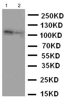 Western blot - Anti-Zonula occludens protein 3/ZO3 antibody - C-terminal (AB191143), expandable thumbnail