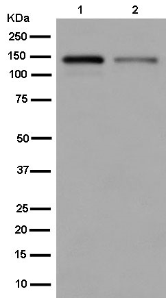 Western blot - Anti-Zonula occludens protein 3/ZO3 antibody [EPR13414-152] (AB182159), expandable thumbnail