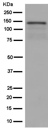 Western blot - Anti-Zonula occludens protein 3/ZO3 antibody [EPR13414-152] (AB182159)
