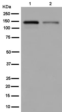 Western blot - Anti-Zonula occludens protein 3/ZO3 antibody [EPR13414-152] - BSA and Azide free (AB250601)