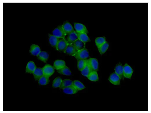 Immunocytochemistry/ Immunofluorescence - Anti-Zonula occludens protein 3/ZO3 antibody [EPR13414] - Plasma Membrane Marker (AB181991)