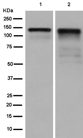 Western blot - Anti-Zonula occludens protein 3/ZO3 antibody [EPR13414] - Plasma Membrane Marker (AB181991), expandable thumbnail