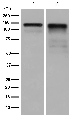 Western blot - Anti-Zonula occludens protein 3/ZO3 antibody [EPR13414] - Plasma Membrane Marker (AB181991)