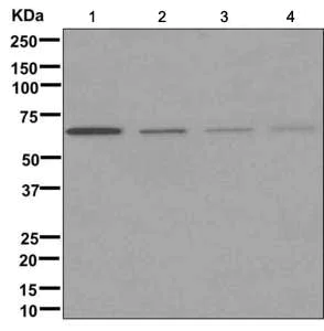 Western blot - Anti-ZP1 antibody [EPR10827] - BSA and Azide free (AB249671)