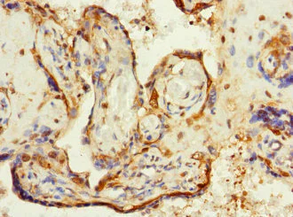 Immunohistochemistry (Formalin/PFA-fixed paraffin-embedded sections) - Anti-ZP2 antibody (AB230219)