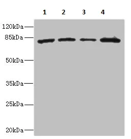 Western blot - Anti-ZP2 antibody (AB230219)
