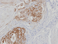 Immunohistochemistry (Formalin/PFA-fixed paraffin-embedded sections) - Anti-ZPBP1 antibody (AB97691)