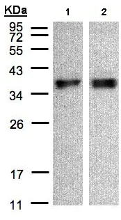 Western blot - Anti-ZPBP1 antibody (AB97691)
