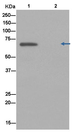 Immunoprecipitation - Anti-ZPI antibody [EPR12072] - BSA and Azide free (AB250370), expandable thumbnail