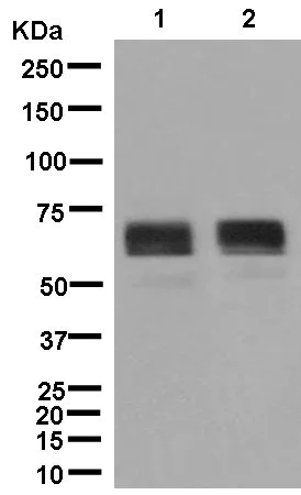 Western blot - Anti-ZPI antibody [EPR12072] - BSA and Azide free (AB250370)