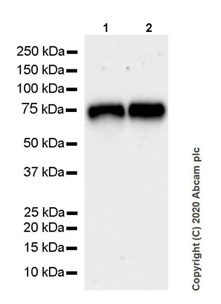 Western blot - Anti-ZPI antibody [EPR23683-118] (AB273627)