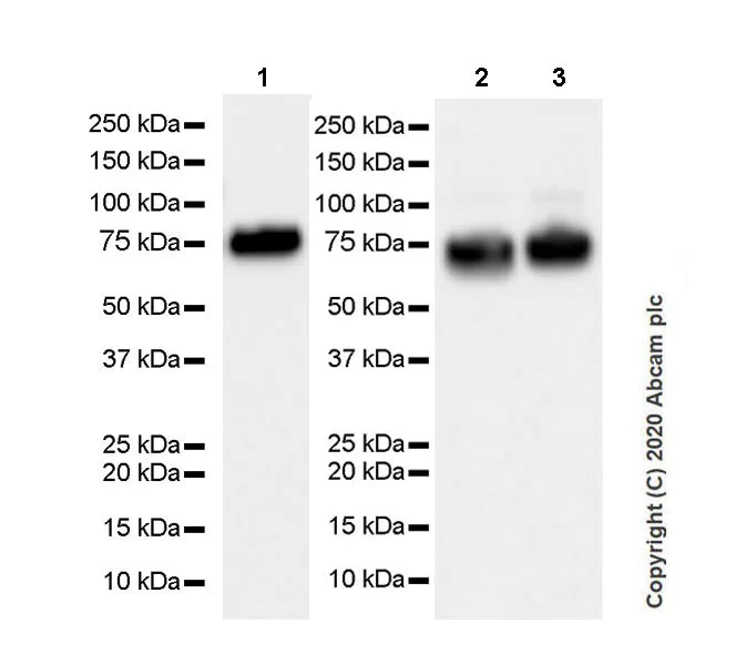 Western blot - Anti-ZPI antibody [EPR23683-118] (AB273627)