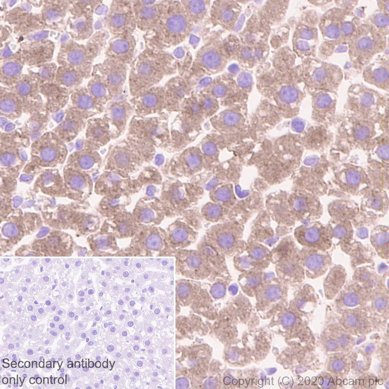 Immunohistochemistry (Formalin/PFA-fixed paraffin-embedded sections) - Anti-ZPI antibody [EPR23683-118] - BSA and Azide free (AB273634)
