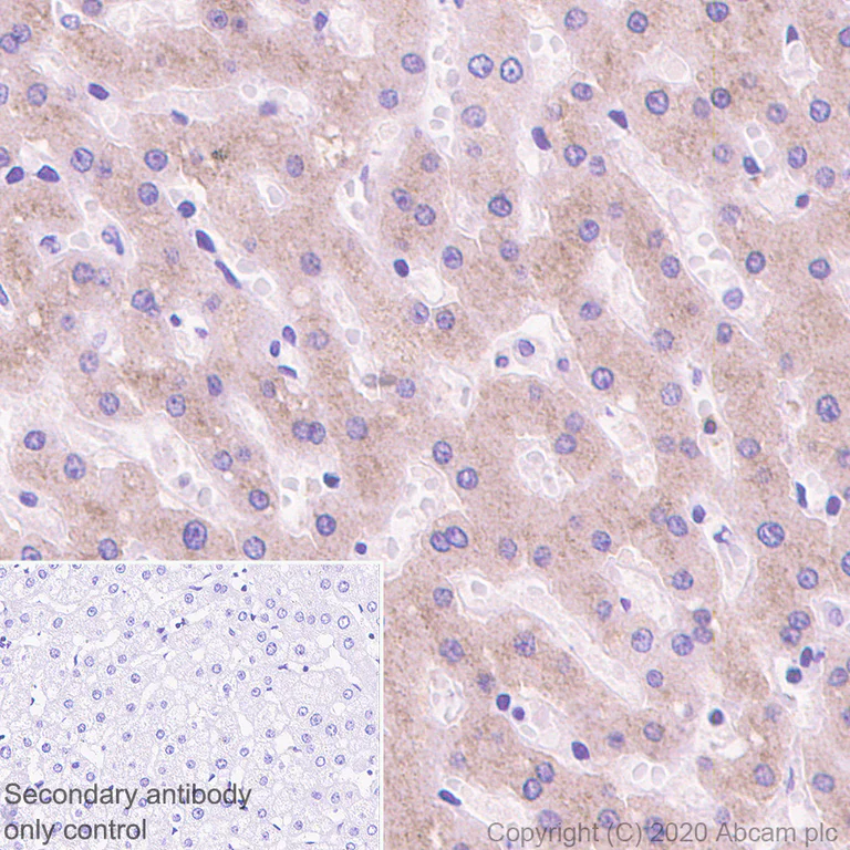 Immunohistochemistry (Formalin/PFA-fixed paraffin-embedded sections) - Anti-ZPI antibody [EPR23683-118] - BSA and Azide free (AB273634)