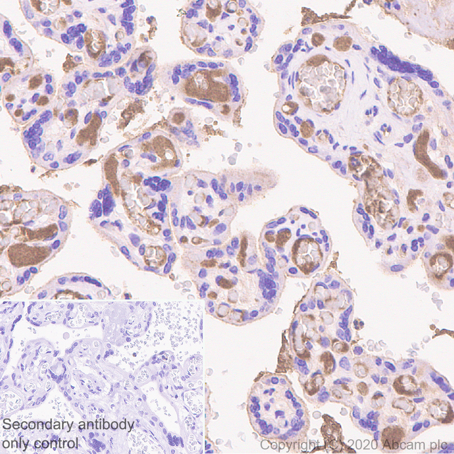 Immunohistochemistry (Formalin/PFA-fixed paraffin-embedded sections) - Anti-ZPI antibody [EPR23683-118] - BSA and Azide free (AB273634)